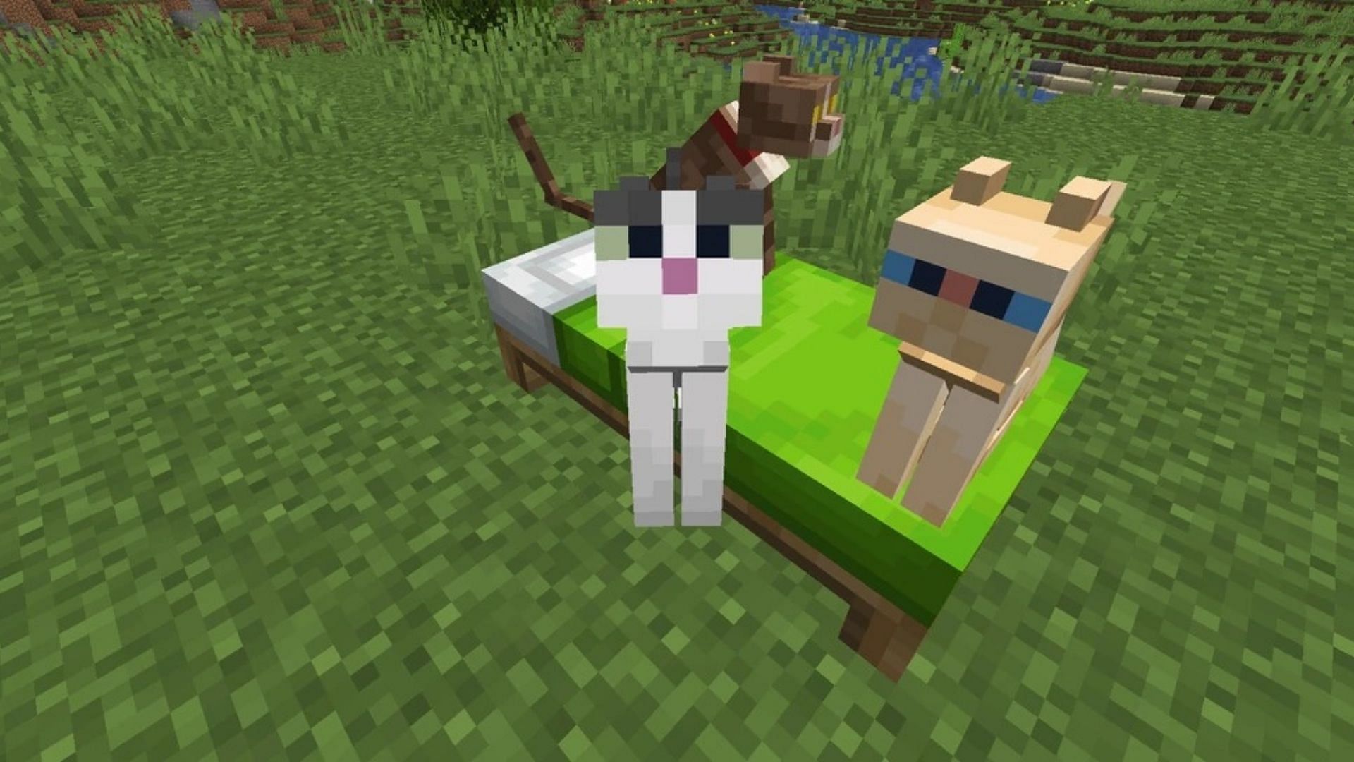 All the types of cats in Minecraft (Image via MC Fandom/ZaLink700/Mojang Studios)